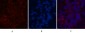 FH Monoclonal Antibody(7F1)