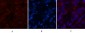 AFP alpha 1 Fetoprotein Monoclonal Antibody(17C5)