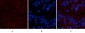 CA IX Monoclonal Antibody(12F10)