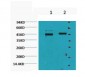 Caspase 9 Monoclonal Antibody(3-20)