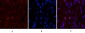 Caspase 9 Monoclonal Antibody(3-20)
