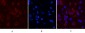 Caspase 9 Monoclonal Antibody(3-20)