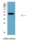 Caspase 9 Monoclonal Antibody(3-20)