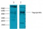 CD23 Monoclonal Antibody(10H2)