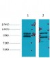 IDE Monoclonal Antibody(3H4)
