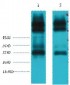 EFHD1 Monoclonal Antibody(3G2)