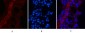 EFHD1 Monoclonal Antibody(3G2)