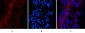 EFHD1 Monoclonal Antibody(3G2)