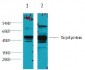 XRCC4 Monoclonal Antibody(5C10)