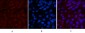 XRCC4 Monoclonal Antibody(5C10)