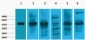 Cytokeratin 18 Monoclonal Antibody(8F2)