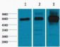 NFkB p65 Monoclonal Antibody(5G6)