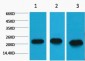 Peroxiredoxin 1 Monoclonal Antibody(8E7)