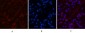 Peroxiredoxin 1 Monoclonal Antibody(8E7)