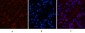 Peroxiredoxin 1 Monoclonal Antibody(8E7)