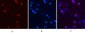 Peroxiredoxin 1 Monoclonal Antibody(8E7)