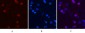 Peroxiredoxin 1 Monoclonal Antibody(8E7)