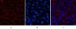 Collagen III Monoclonal Antibody(Q76)