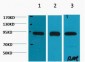 HSP90β Monoclonal Antibody(M2)