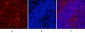 HSP90β Monoclonal Antibody(M2)