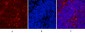 HSP90β Monoclonal Antibody(M2)