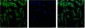 eIF4A1 Monoclonal Antibody(M8)