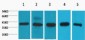 eIF4A1 Monoclonal Antibody(M8)