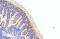 eIF4A1 Monoclonal Antibody(M8)