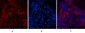 eIF4A1 Monoclonal Antibody(M8)