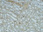 Fibronectin Monoclonal Antibody(M9)