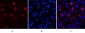 Fibronectin Monoclonal Antibody(M9)