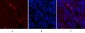 Fibronectin Monoclonal Antibody(M9)