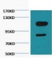 Cleaved PARP Monoclonal Antibody(Mix)