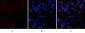 Cleaved PARP Monoclonal Antibody(Mix)