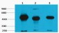 FH Fumarase Monoclonal Antibody(2B11)