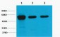 Vimentin Monoclonal Antibody(1A7)