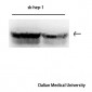 Vimentin Monoclonal Antibody(1A7)