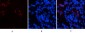 Lactoferrin Monoclonal Antibody(Q100)