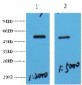 MeCP2 Polyclonal Antibody