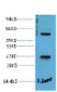 EFHD1 Polyclonal Antibody