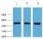 FH Polyclonal Antibody