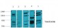 Glucocorticoid receptor Polyclonal Antibody