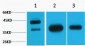 GAP43 Polyclonal Antibody