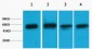 Akt3 Polyclonal Antibody