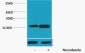 Histone H4 (Phospho Ser47) Polyclonal Antibody