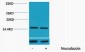 Histone H4 (Phospho Thr80) Polyclonal Antibody