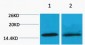 Histone H4 (Di Methyl Lys20) Polyclonal Antibody