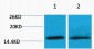 Histone H4 (Tri Methyl Lys20) Polyclonal Antibody