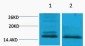 Histone H4 (Di Methyl Lys59) Polyclonal Antibody