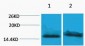 Histone H4 (Tri Methyl Lys59) Polyclonal Antibody